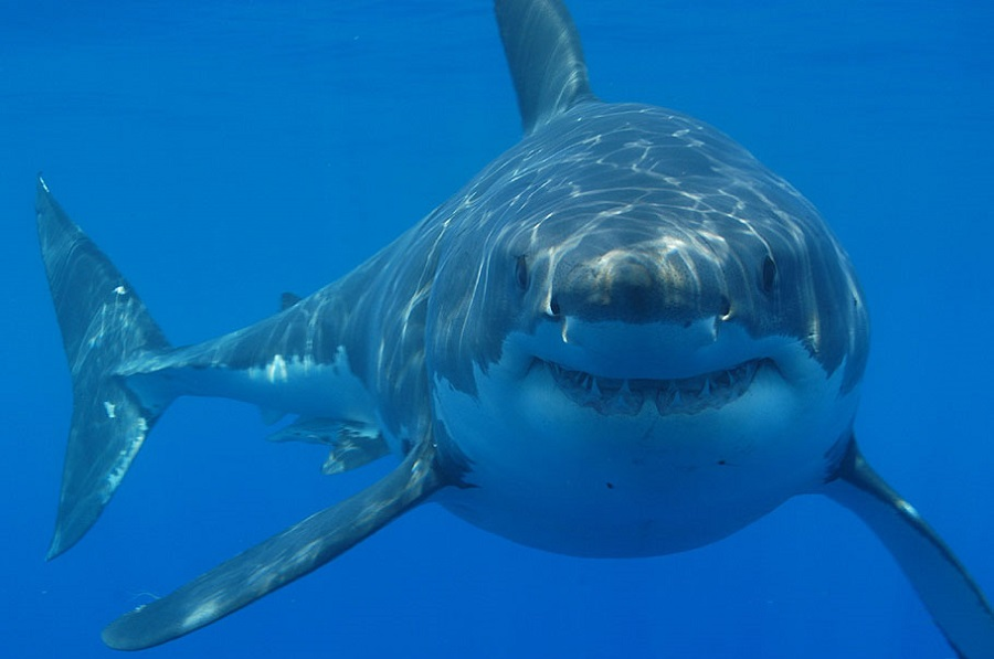 why-sharks-aren-t-that-bad